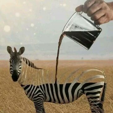 Stage de  printemps  quelques  précisions importantes